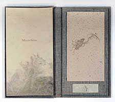 Mycorrhizae